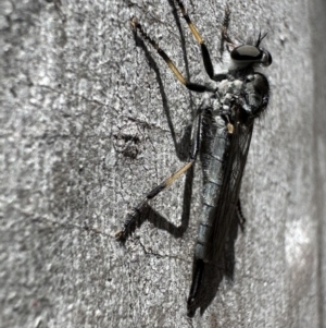 Cerdistus sp. (genus) at Bruce, ACT - 1 Nov 2023