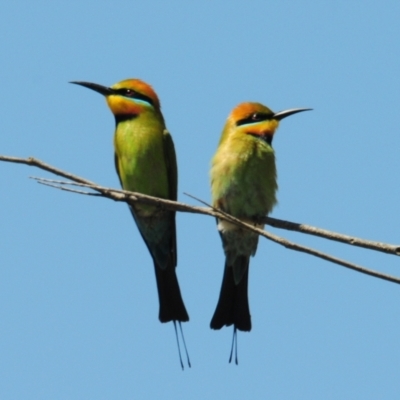 Merops ornatus (Rainbow Bee-eater) at Cotter Reserve - 1 Nov 2023 by Harrisi