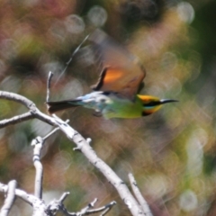 Merops ornatus at Stromlo, ACT - 1 Nov 2023