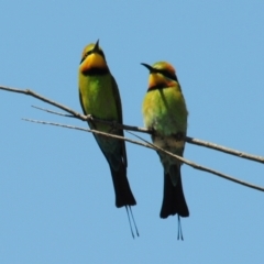 Merops ornatus at Stromlo, ACT - 1 Nov 2023 01:23 PM