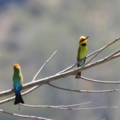 Merops ornatus at Stromlo, ACT - 1 Nov 2023 01:23 PM