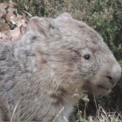 Vombatus ursinus (Common wombat, Bare-nosed Wombat) at Point Hut Pond - 1 Oct 2023 by michaelb