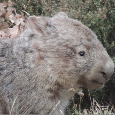 Vombatus ursinus (Common wombat, Bare-nosed Wombat) at Point Hut Pond - 1 Oct 2023 by michaelb