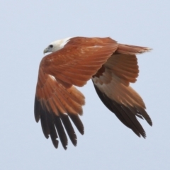 Haliastur indus (Brahminy Kite) at Cleveland, QLD - 1 Nov 2023 by TimL