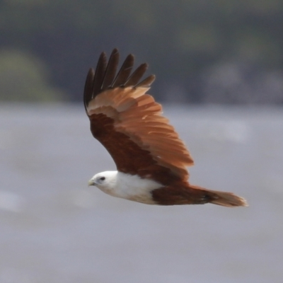 Haliastur indus (Brahminy Kite) at Cleveland, QLD - 1 Nov 2023 by TimL