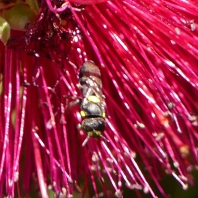 Hylaeus (Euprosopoides) rotundiceps (Hylaeine colletid bee) at Braemar, NSW - 29 Oct 2023 by Curiosity