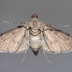 Tatobotys janapalis (A Crambid moth (Spilomelinae)) at Wellington Point, QLD - 1 Nov 2023 by TimL