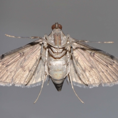 Tatobotys janapalis (A Crambid moth (Spilomelinae)) at Wellington Point, QLD - 1 Nov 2023 by TimL