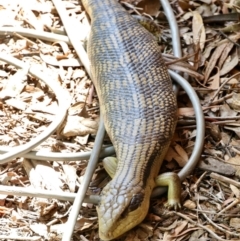 Tiliqua scincoides scincoides (Eastern Blue-tongue) at Aranda, ACT - 1 Nov 2023 by KMcCue