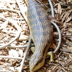 Tiliqua scincoides scincoides at Aranda, ACT - 1 Nov 2023