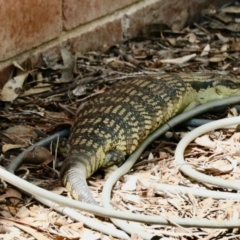 Tiliqua scincoides scincoides at Aranda, ACT - 1 Nov 2023