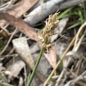 Carex tereticaulis at Bendoura, NSW - 1 Nov 2023 02:04 PM