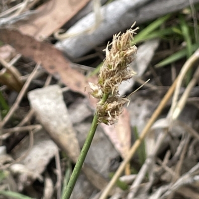 Carex tereticaulis (Poongort) at Bendoura, NSW - 1 Nov 2023 by JaneR