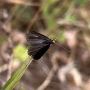 Lecithocera terrigena at Googong, NSW - suppressed