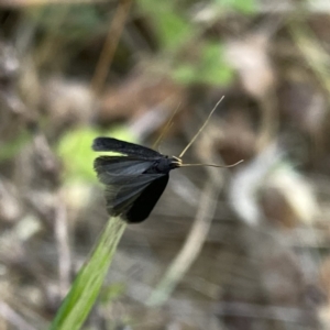 Lecithocera terrigena at Googong, NSW - 2 Nov 2023