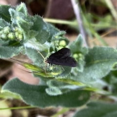 Lecithocera terrigena at Googong, NSW - 2 Nov 2023