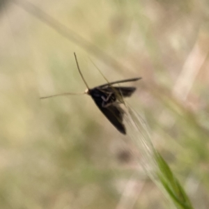 Lecithocera terrigena at Googong, NSW - suppressed