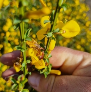 Cytisus scoparius subsp. scoparius at Chisholm, ACT - 29 Oct 2023