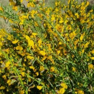 Cytisus scoparius subsp. scoparius at Chisholm, ACT - 29 Oct 2023 05:05 PM