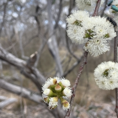 Eucalyptus pauciflora subsp. pauciflora (White Sally, Snow Gum) at Bendoura, NSW - 1 Nov 2023 by JaneR