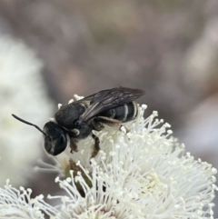 Lipotriches sp. (genus) (Halictid bee) at Bendoura, NSW - 1 Nov 2023 by JaneR