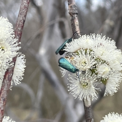 Pollanisus (genus) (A Forester Moth) at Bendoura, NSW - 1 Nov 2023 by JaneR