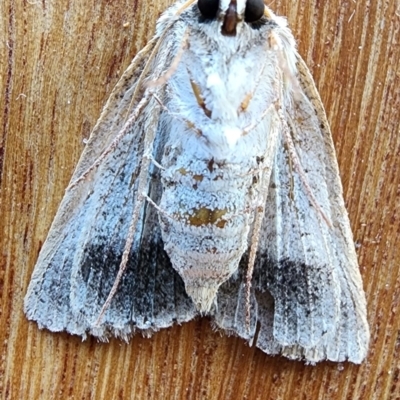 Pantydia sparsa (Noctuid Moth) at Gundaroo, NSW - 1 Nov 2023 by Gunyijan
