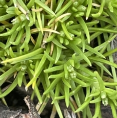 Scleranthus biflorus (Twin-flower Knawel) at Bendoura, NSW - 1 Nov 2023 by JaneR