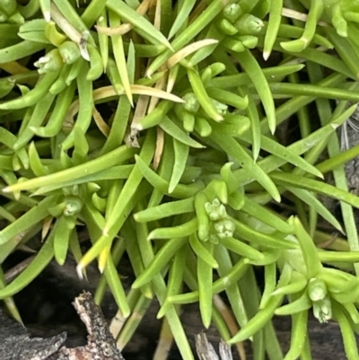 Scleranthus biflorus (Twin-flower Knawel) at Bendoura, NSW - 1 Nov 2023 by JaneR