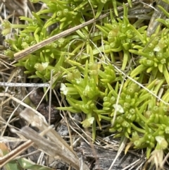 Scleranthus biflorus at Bendoura, NSW - 1 Nov 2023 01:57 PM