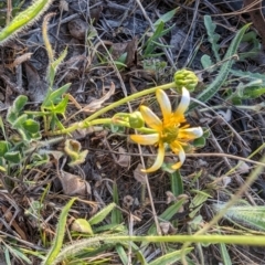 Ranunculus papulentus (Large River Buttercup) at Jacka, ACT - 1 Nov 2023 by rbannister