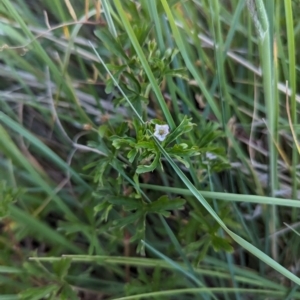 Geranium sp. at Jacka, ACT - 1 Nov 2023