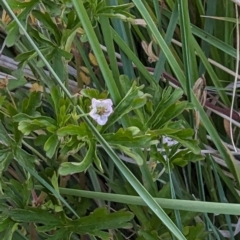 Geranium sp. at Jacka, ACT - 1 Nov 2023 06:56 PM