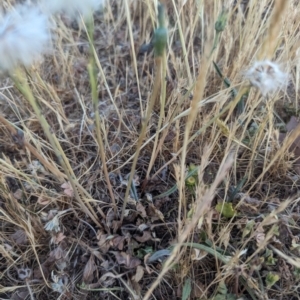 Hypochaeris radicata at Jacka, ACT - 1 Nov 2023