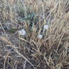 Hypochaeris radicata at Jacka, ACT - 1 Nov 2023