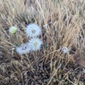 Hypochaeris radicata at Jacka, ACT - 1 Nov 2023