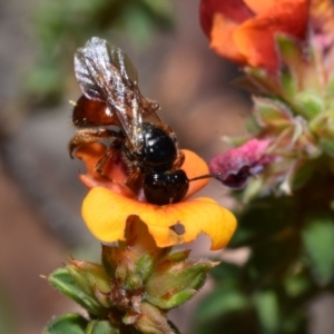 Exoneura sp. (genus) at Jerrabomberra, NSW - 1 Nov 2023