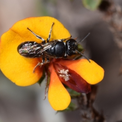 Hylaeus (Gnathoprosopoides) philoleucus at Jerrabomberra, NSW - 1 Nov 2023 by DianneClarke