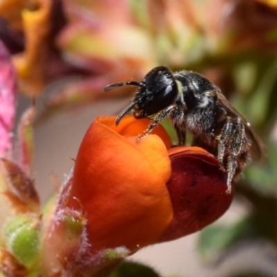 Euhesma sp. (genus) (A colletid bee) at Mount Jerrabomberra - 1 Nov 2023 by DianneClarke