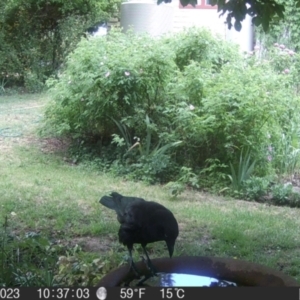 Corvus mellori at Braidwood, NSW - 1 Nov 2023 10:37 AM