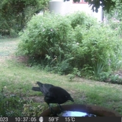 Corvus mellori at Braidwood, NSW - 1 Nov 2023 10:37 AM