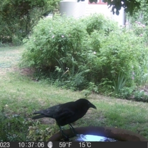 Corvus mellori at Braidwood, NSW - 1 Nov 2023 10:37 AM