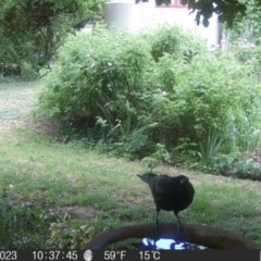 Corvus mellori at Braidwood, NSW - 1 Nov 2023 10:37 AM