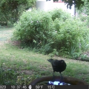 Corvus mellori at Braidwood, NSW - 1 Nov 2023 10:37 AM