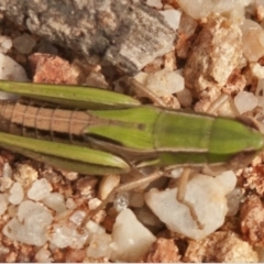 Laxabilla smaragdina (Lewis's Laxabilla Grasshopper) at Hawkwood, QLD - 5 Sep 2016 by michaelb