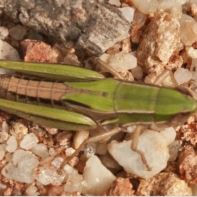 Laxabilla smaragdina (Lewis's Laxabilla Grasshopper) at Hawkwood, QLD - 5 Sep 2016 by michaelb