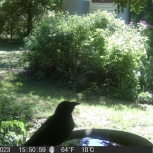 Corvus mellori at Braidwood, NSW - 1 Nov 2023 03:52 PM