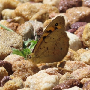 Heteronympha merope at Acton, ACT - 1 Nov 2023