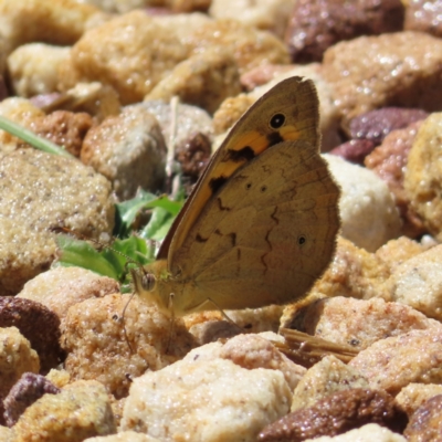 Heteronympha merope (Common Brown Butterfly) at Acton, ACT - 1 Nov 2023 by MatthewFrawley