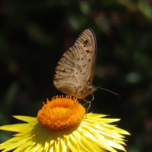 Heteronympha merope at Acton, ACT - 1 Nov 2023